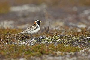 CK-4478 Lapland Bunting / Longspur - Male in Summer Plumage on Tundra