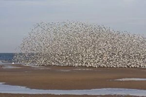 CK-4483 Knot - Large flock flying along tide edge in Winter plumage