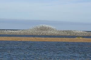 CK-4496 Knot - Large flock flying and swirling to avoid predator