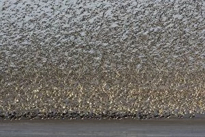 CK-4499 Knot - Mass flock taking off with Oystercatchers on the mudflats