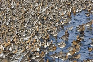 CK-4502 Knot - Tight flock with Black-tailed Godwits