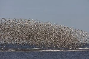 CK-4507 Knot - Mass flock along the tide edge showing some breeding plumage