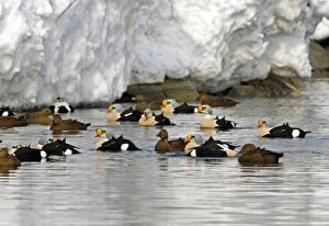 CK-4512 King Eider - Small flock drakes and ducks swimming