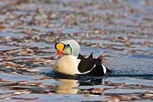 CK-4517 King Eider - Swimming with ripples on water