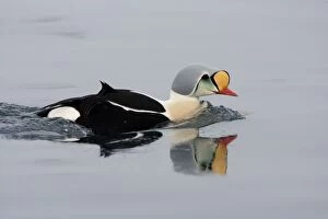 CK-4518 King Eider - Swimming on water with reflection