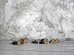 CK-4519 King Eider - Courting flock with one female and rest males