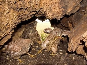 CK-4524 Kestrel - Chicks in nest fighting over frog prey