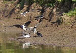 CK-4529 House Martin - Collecting mud for nest building together with a Swallow