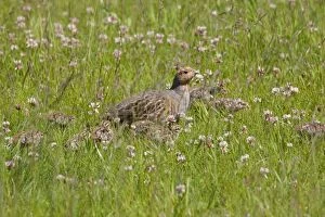 CK-4534 Grey Partridge - male with very young chicks amongst white clover in a grass field