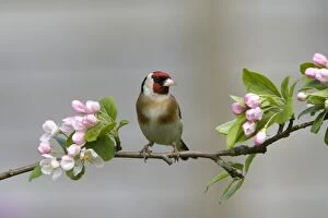 CK-4542 Goldfinch - perched on branch with Spring blossom