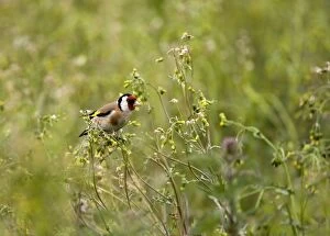 CK-4544 Goldfinch - feeding on Groundsel in uncultivated field