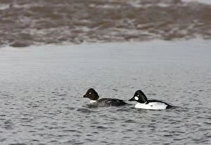 CK-4545 Goldeneye -male and female swimming in shallow water