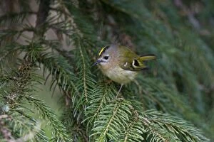 CK-4551 Goldcrest - perched in Norway Spruce early April