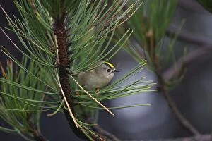 CK-4553 Goldcrest - on the North Norfolk coast perched in Scots Pine early morning