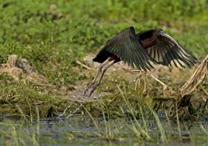 CK-4556 Glossy Ibis - taking off from waters edge
