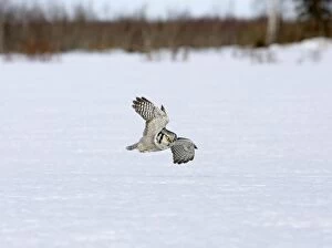 CK-4565 Hawk Owl - flying low over snow covered ground
