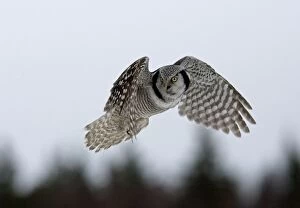 CK-4566 Hawk Owl - hovering with forest in background