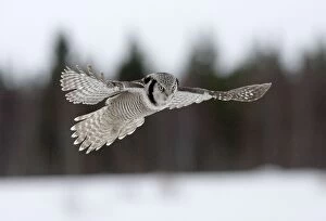 CK-4567 Hawk Owl - hovering above snow with forest background