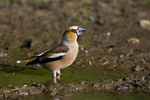 CK-4569 Hawfinch - drinking from a puddle on a track way