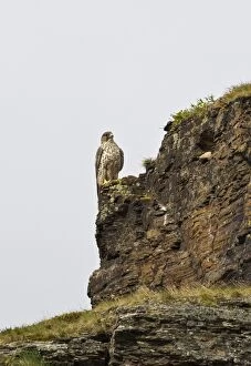 CK-4572 Gyrfalcon - perched on a cliff face along the open Tundra