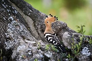 CK-4579 Hoopoe - Standing at entrance to nest site