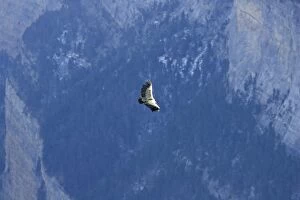 CK-4586 Griffon Vulture - soaring over a valley in The Pyrenees