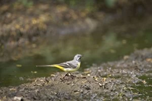 CK-4587 Grey Wagtail - catching insects beside muddy pool