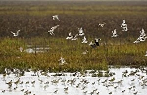 CK-4589 Grey Plover - flying over salt marsh Grey Plover showing black armpits at the tide edge Green Plover