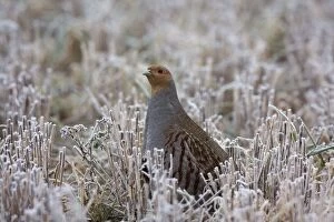CK-4594 Grey Partridge - standing in frost covered winter stubble field showing bare patches below the eye