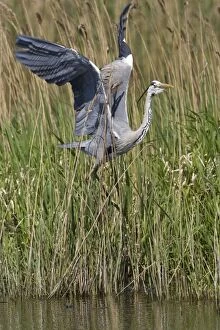 CK-4603 Grey Heron - adult flying out from reed bed on waters edge