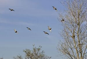 CK-4606 Grey Partridge - covey / flock flying over hedge