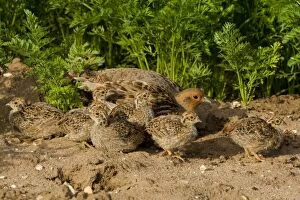 CK-4614 Grey Partridge - close up of family party in carrot field, male and chicks with female hiding behind, June