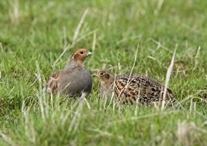 CK-4616 Grey Partridge - male and Female crouching on rough grassland, May