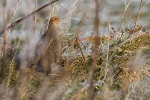 CK-4617 Grey Partridge - male standing in cover with frost grassland, February
