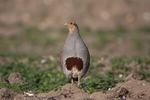 CK-4619 Grey Partridge - male standing in uncultivated field showing horseshoe breast