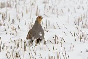 CK-4620 Grey Partridge - male standing in snow covered winter stubble field