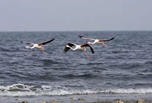 CK-4623 Greater Flamingo - flying along the tide edge on the Mediterreanian Sea