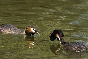 CK-4636 Great Crested Grebe - two males threatening each other with their crests raised