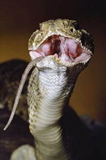 CLA-238 Western Diamondback Rattlesnake - eating a rat