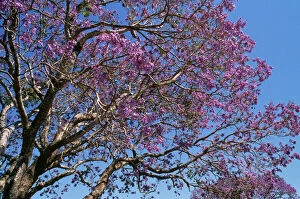 CLA-374 JACARANDA tree in bloom / blossom