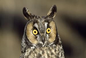 CLA-596 Long-eared Owl - c / u of head