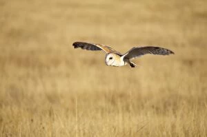 Cla-65 Barn Owl - in Flight Low