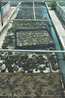 Commercial Prints: Clam Farm - Trays of Tridacna maxima foreground