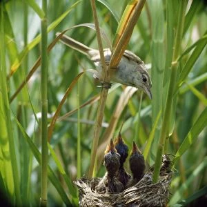 Clamorous Reed Warbler - adult with chicks in nest