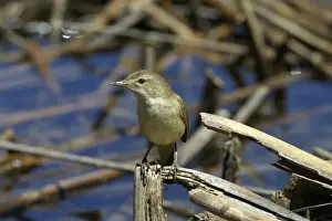 Clamorous Reed Warbler Lake Moondarra, Mt Isa, Queensland, Australia