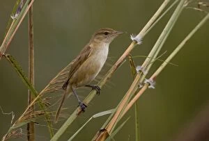Images Dated 26th September 2006: Clamorous Reed-Warbler In tall grasses around Kupungarri sewage ponds, Gibb River Road, Kimberley