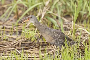 Rail Prints: Clapper Rail - calling - June - CT - USA