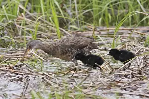 Clapper Rail - with chicks - June - CT - USA