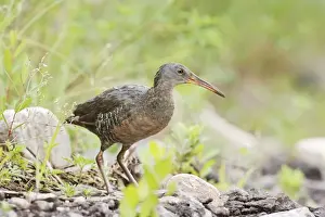 Rail Prints: Clapper Rail. CT, USA in June