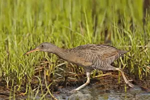 Clapper Rail. CT, USA in June